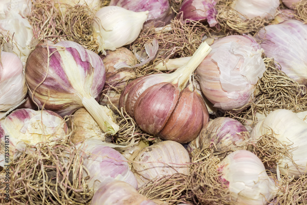 Background of the several bulbs of garlic on a pile Background of the several bulbs of garlic on a pile