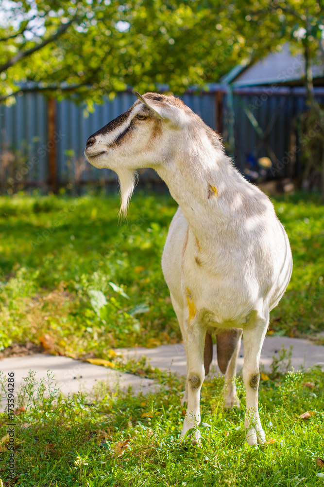 Portrait of goat in the village, domestic animals Portrait of goat in the village, domestic animals