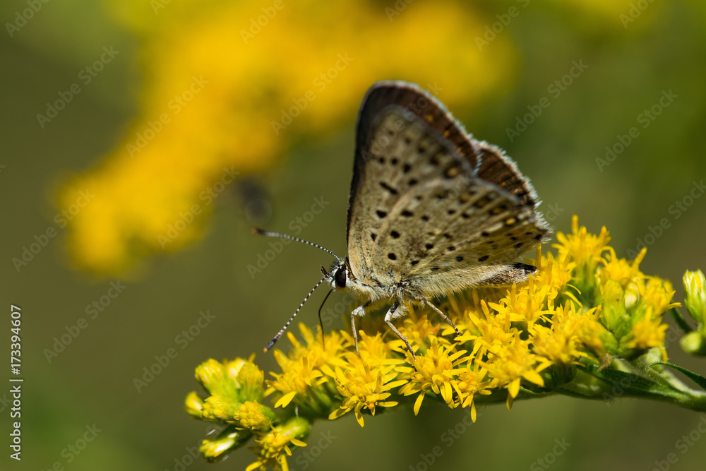 Macro photo of butterfly sits on wild flower in meadow on sunny summer day, central Europe Macro photo of butterfly sits on wild flower in meadow on sunny summer day, central Europe