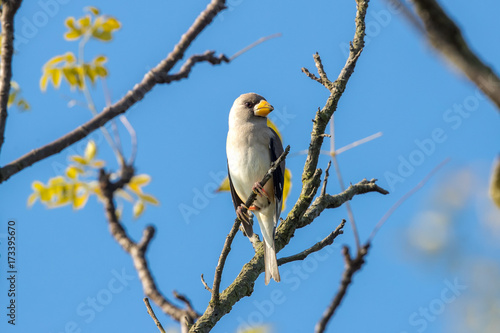 Yellow-billed grosbeak (Eophona migratoria) perching on tree © Earnest Tse