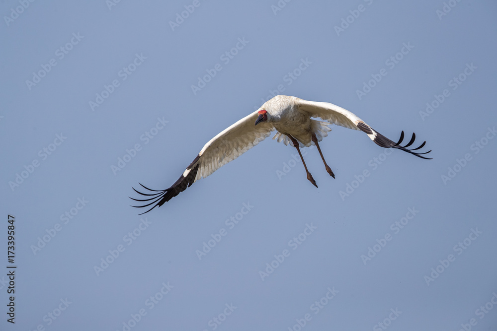 Fototapeta premium Bird in flight - Siberian crane (Grus leucogeranus)