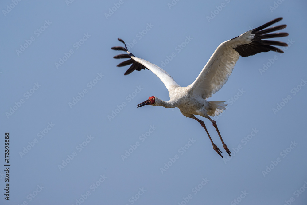 Bird in flight - Siberian crane (Grus leucogeranus) Bird in flight - Siberian crane (Grus leucogeranus)