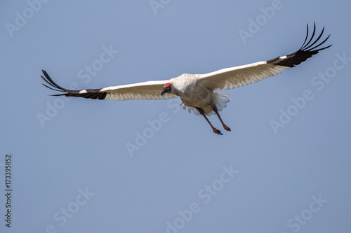 Bird in flight - Siberian crane  Grus leucogeranus 