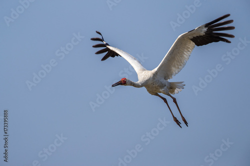 Bird in flight - Siberian crane (Grus leucogeranus)