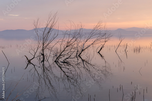 Skeletal trees and branches in the water at sunset, with warm and soft tones