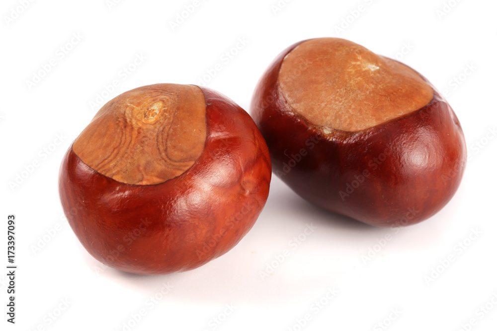 chestnut isolated on white background closeup chestnut isolated on white background closeup
