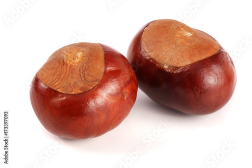 chestnut isolated on white background closeup