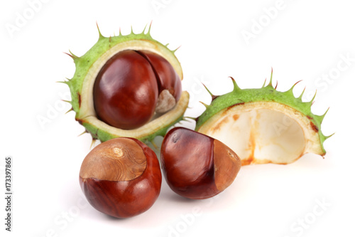 chestnut in the skin isolated on white background closeup