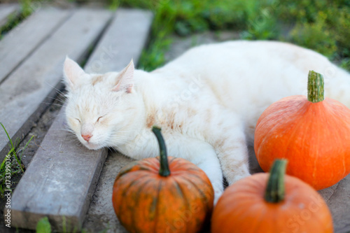 Little pumpkins and a cat in warm autumn day.