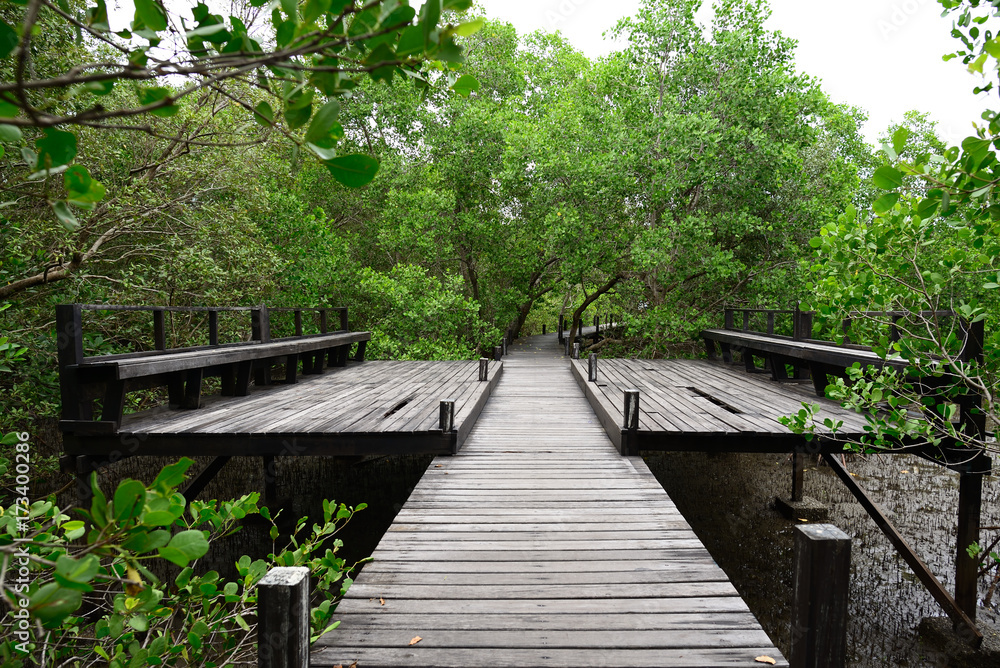 Mangrove forest and boardwalk to admire the beauty of the forest scape.Rayong,Thailand