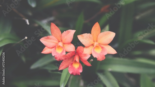 Flower  Orchidaceae or Orchid Flower 