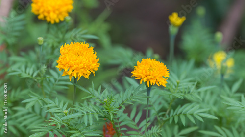 Marigold bloom in the garden. 