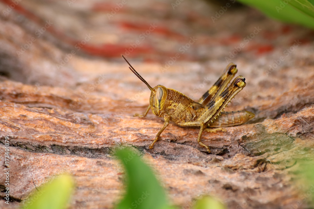 Brown grasshopper in the garden Brown grasshopper in the garden