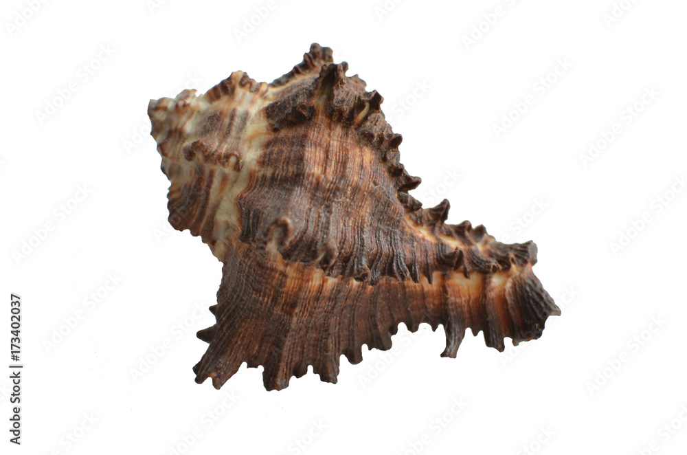 Sea shell isolated on white background Sea shell isolated on white background