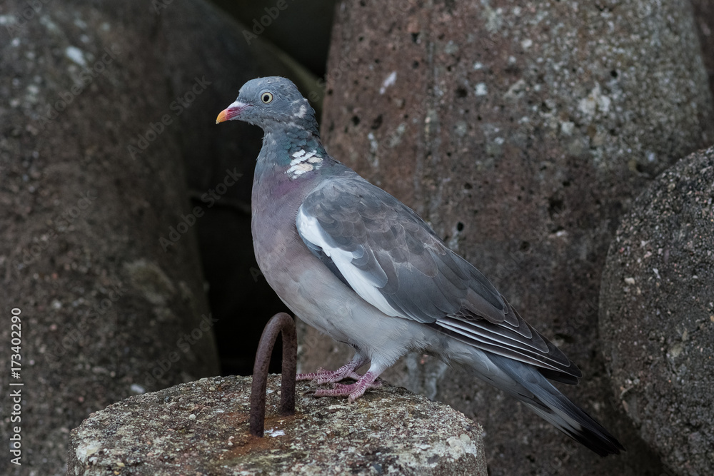 Obraz premium Gołąb pocztowy