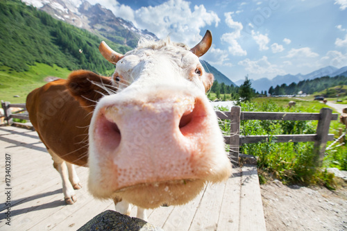 Crazy, Funny, Happy Cow.  © elfotonet