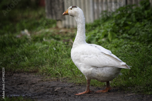 White goose standing on green grass
