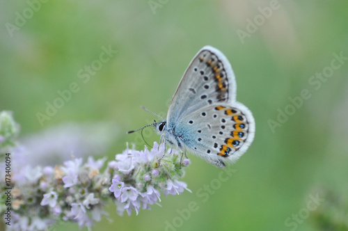 Silver-studded Blue butterfly on mint flower. Plebejus argus butterfly in nature   © Ivan