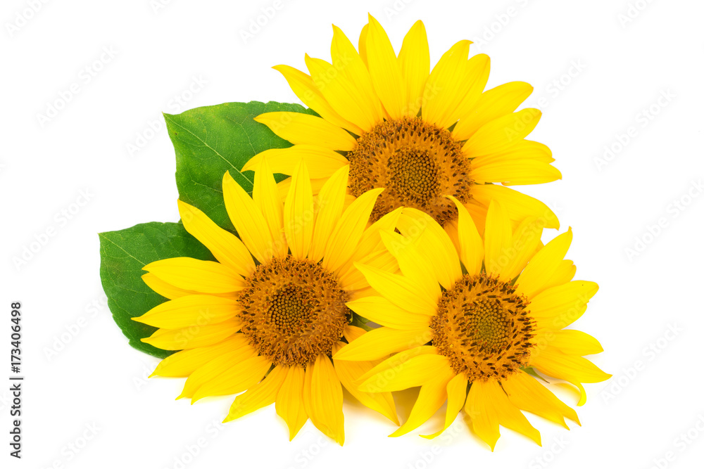 Fototapeta premium Three sunflowers with leaves isolated on white background