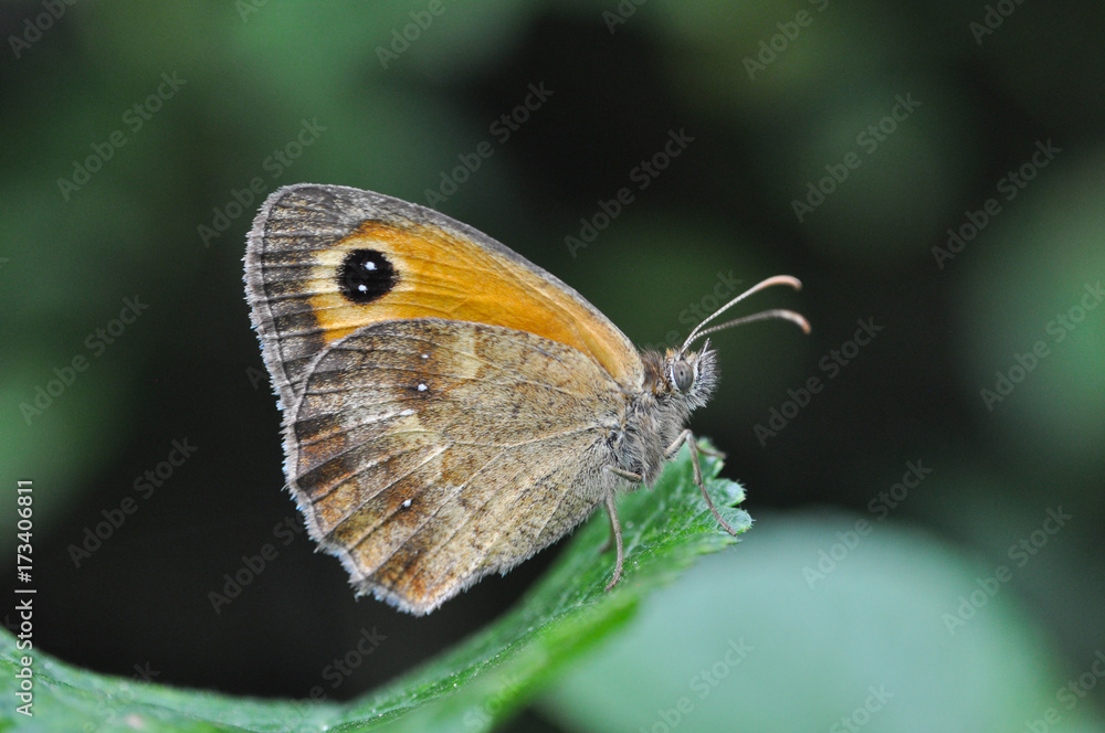 Gatekeeper butterfly in nature. Pyronia tithonus or gatekeeper butterfly on leaf in bush
Gatekeeper butterfly in nature. Pyronia tithonus or gatekeeper butterfly on leaf in bush