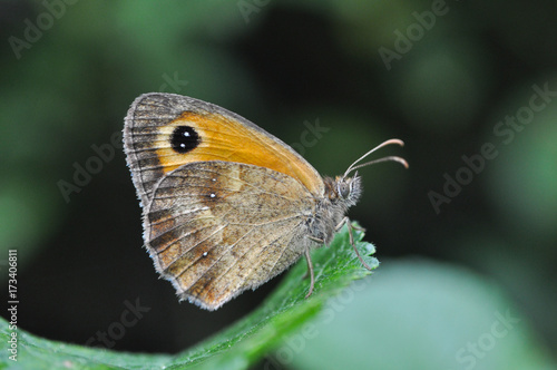 Gatekeeper butterfly in nature. Pyronia tithonus or gatekeeper butterfly on leaf in bush 