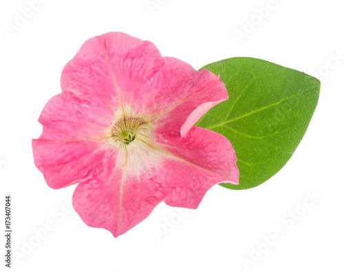 Fototapeta Naklejka Na Ścianę i Meble -  pink flower of petunia with green leaves isolated on white background