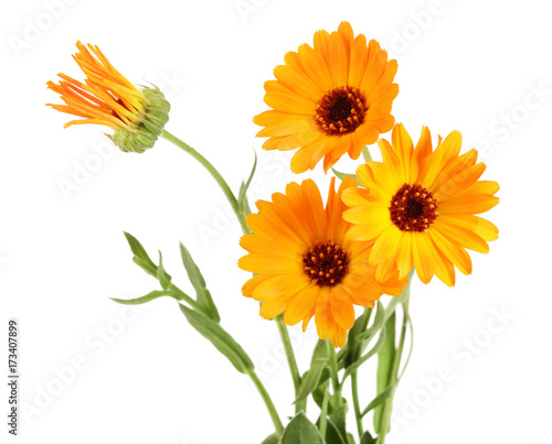 Calendula officinalis. Marigold flower with leaf isolated on white background