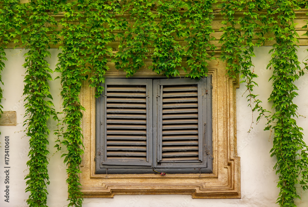 Window on the old building in Rome, covered by ivy.