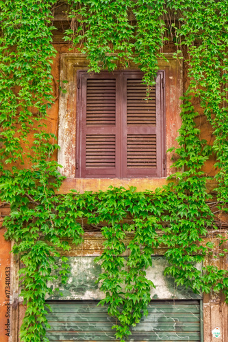 Window on the old building in Rome, covered by ivy.