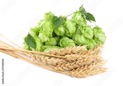 hop cones with ears of wheat isolated on white background close-up