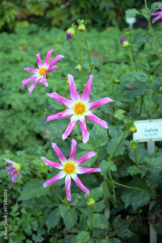 Fototapeta Naklejka Na Ścianę i Meble -  blütenpracht
