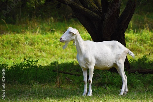 Beautiful white goat on pasture