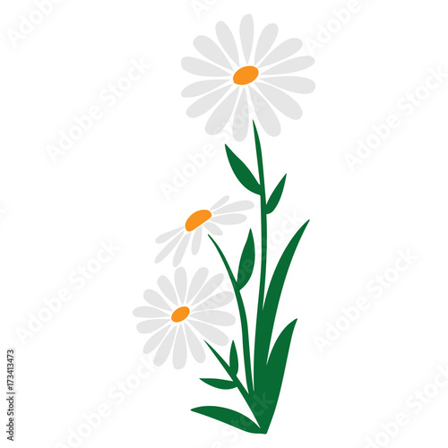 Obraz na plátně increasing daisywheels bouquet