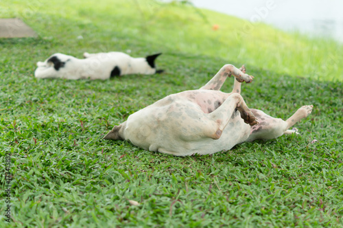 Dogs lie on grass