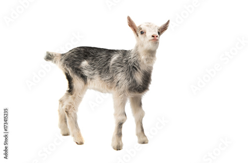 small goats isolated