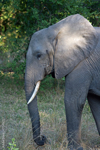 Portrait of an African Elephant with a nice ivory tusk with a natural bush background