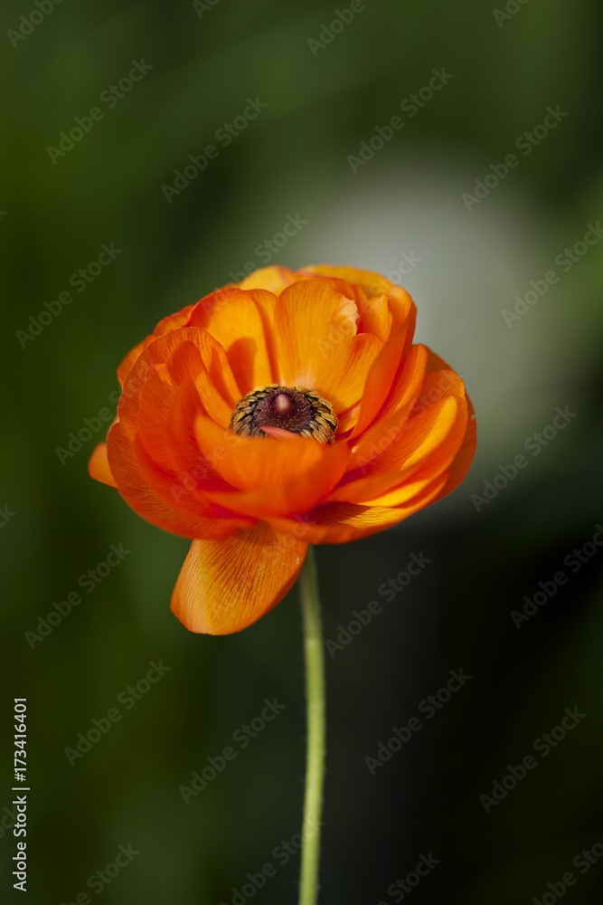 Fototapeta premium Isolated Bright orange ranunculus flower head