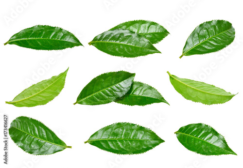 Set Tea leaf isolated on the white background © khumthong