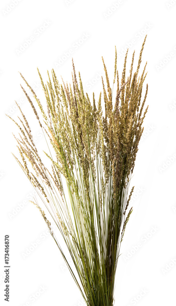 Fototapeta premium dry grass
