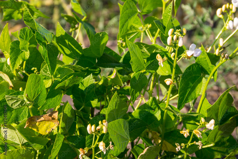 Beans blossom in garden