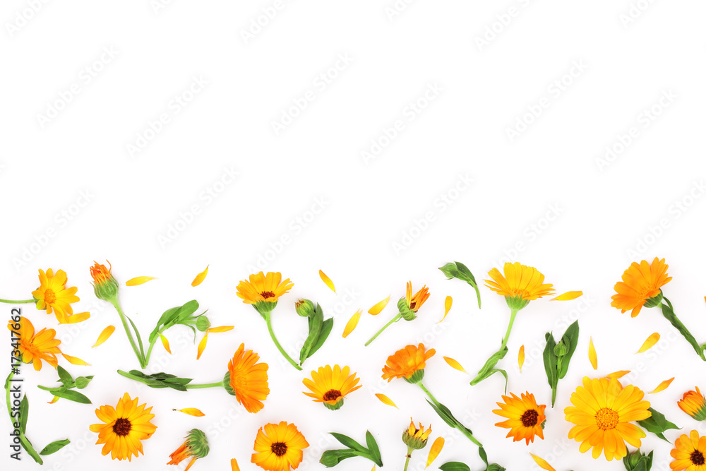 Frame of Calendula. Marigold flower isolated on white background. Corner with copy space for your text. Top view