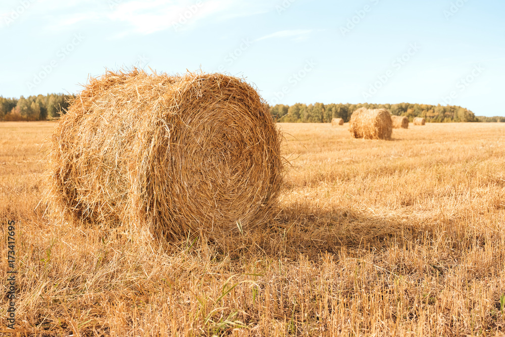 Haystacks rolled up in the stubble field