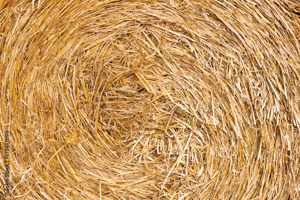 Close up of a wheat haystack rolled up in the field Close up of a wheat haystack rolled up in the field