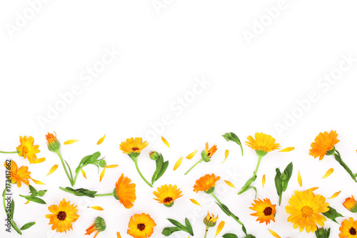 Frame of Calendula. Marigold flower isolated on white background. Corner with copy space for your text. Top view