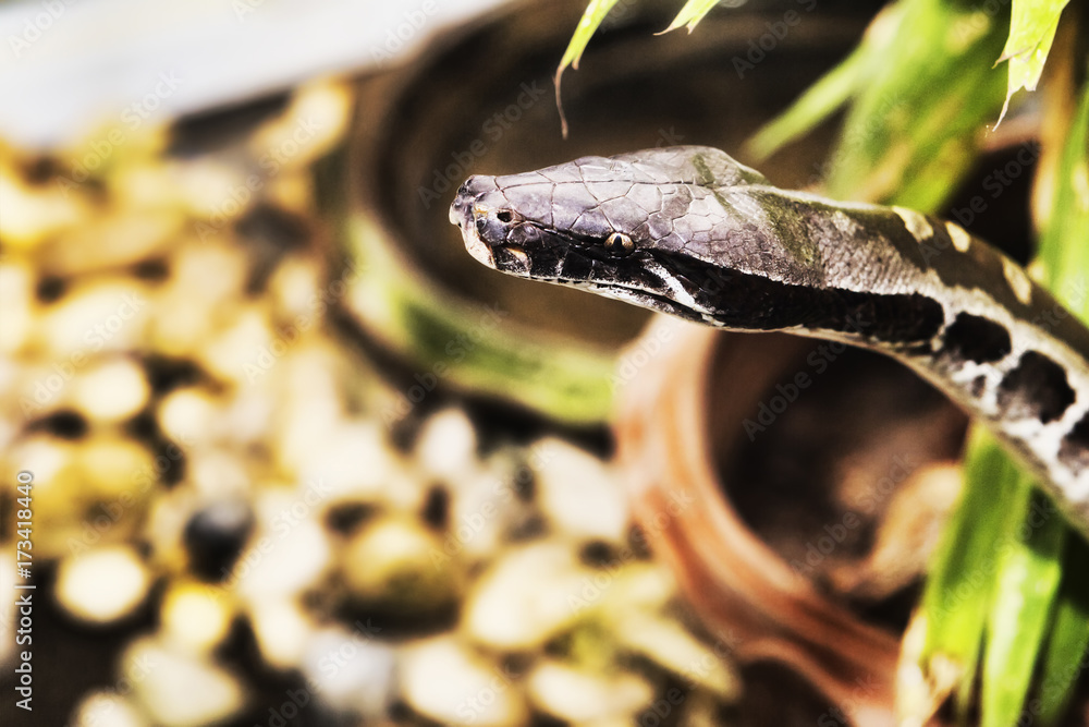 Fototapeta premium Reticulated python portrait - selective focus