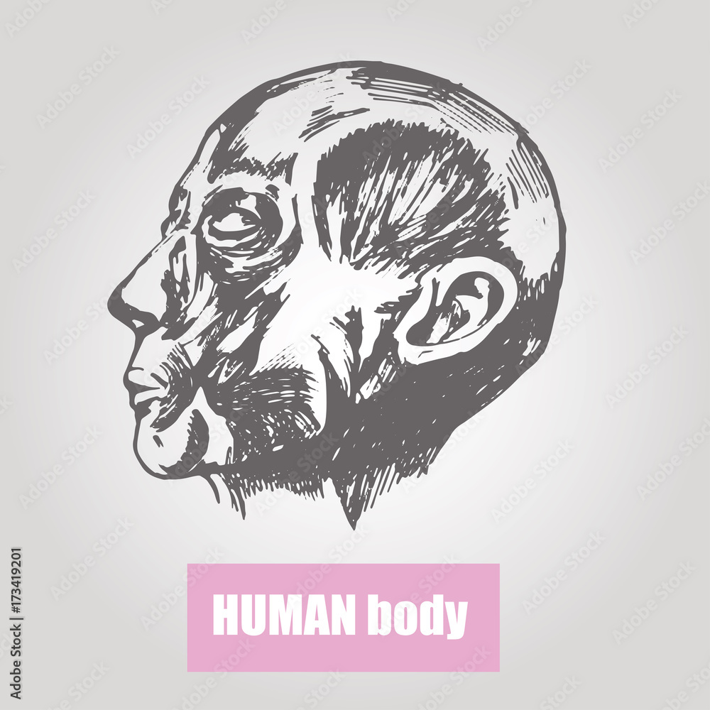 Human body anatomy. Medical illustration. Human head without skin Stock ...