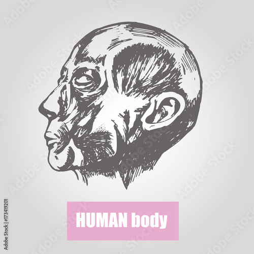 Human body anatomy. Medical illustration. Human head without skin