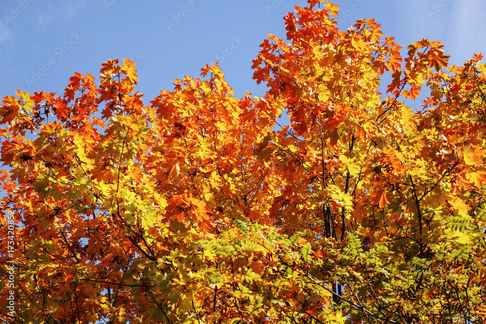 Maple tree with leaves of red and yellow colours on a sunny day Maple tree with leaves of red and yellow colours on a sunny day
