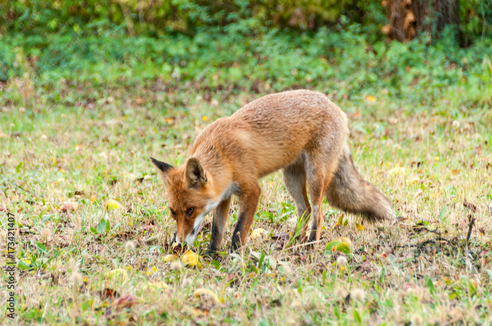 Red Fox Red Fox