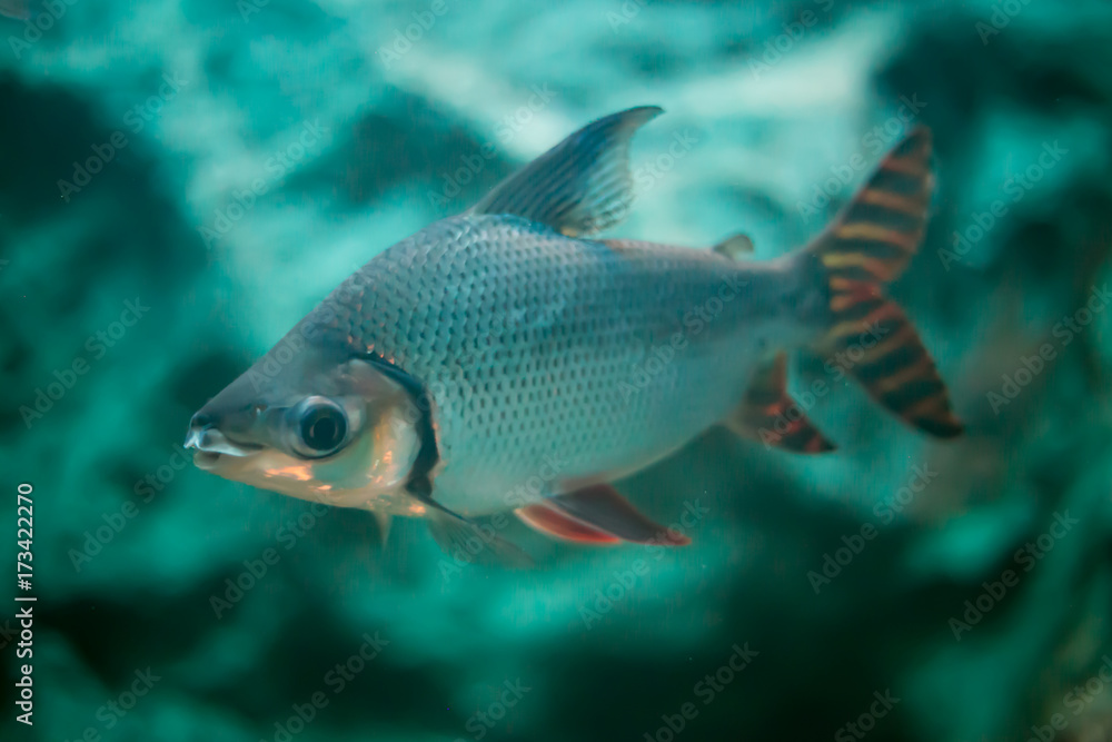 Close up of freshwater fish in aquarium. Close up of freshwater fish in aquarium.